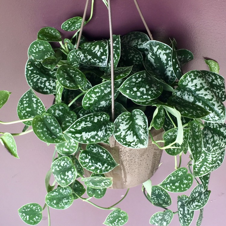 scindapsus pictus philodendron