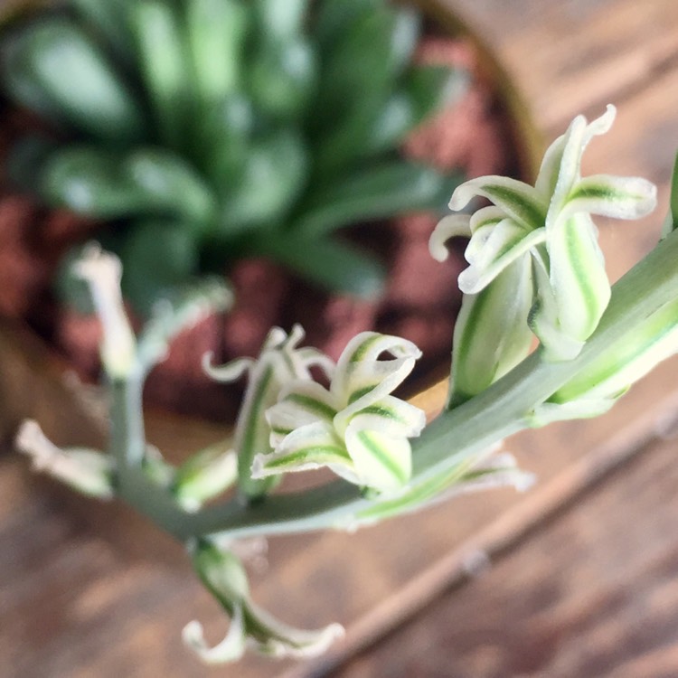 plant image 736515