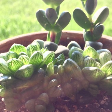 Haworthia cymbiformis var. obtusa