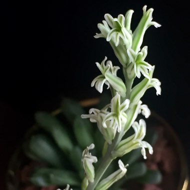 Haworthia Cooperi