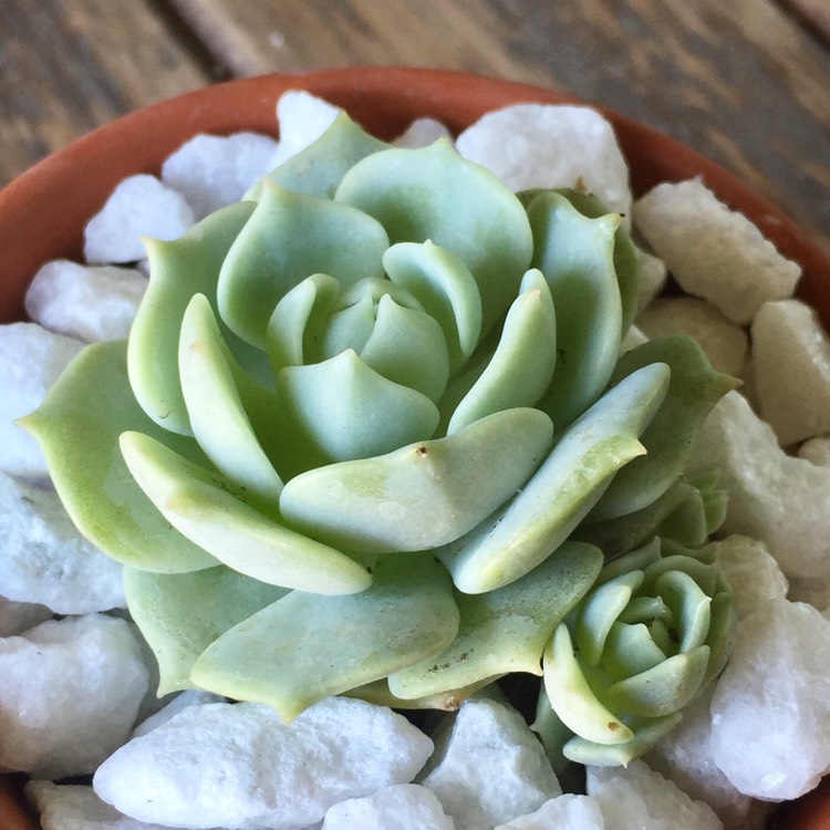 plant image 745596