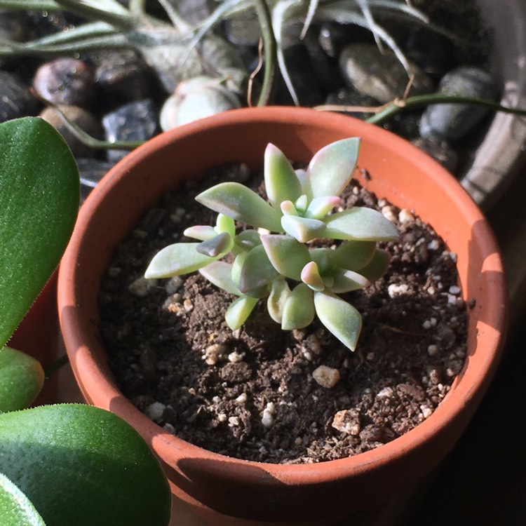 plant image 758580 plant image 758580