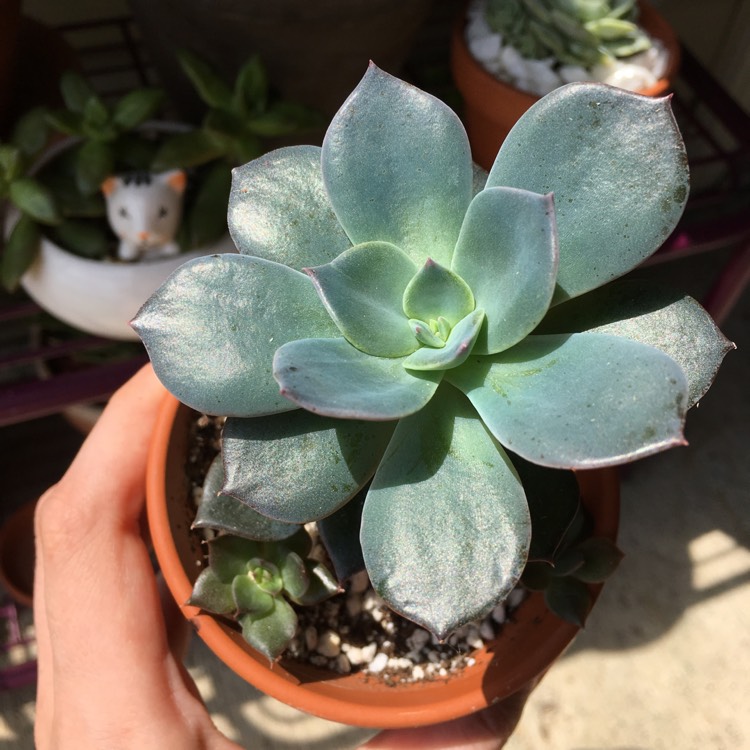plant image 761591 plant image 761591