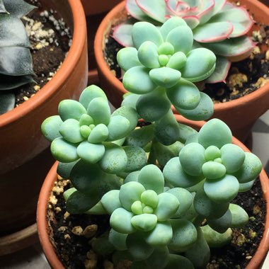 Sedum treleasei