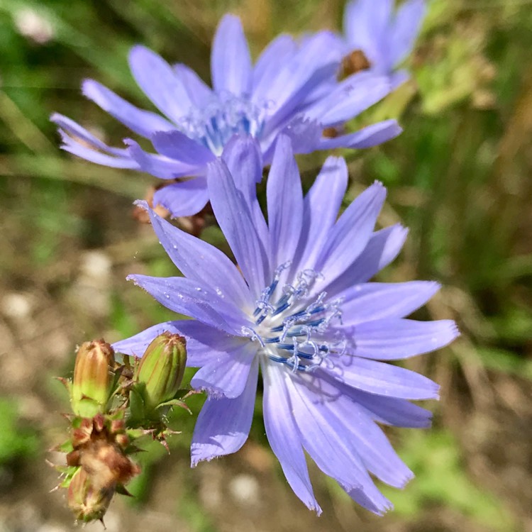 plant image 764269