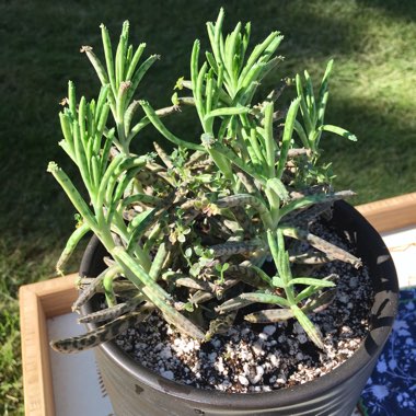Kalanchoe Tubiflora (Bryophyllum delagoense)