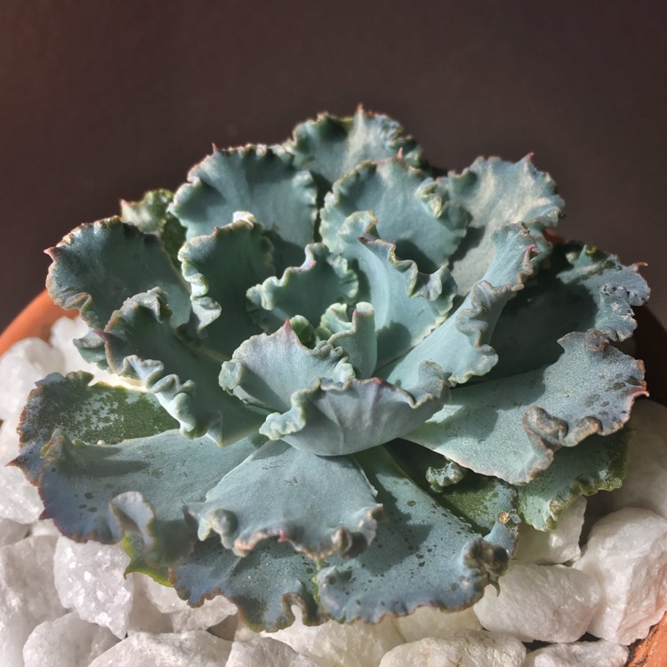 plant image 770427