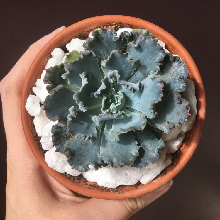 plant image 770428
