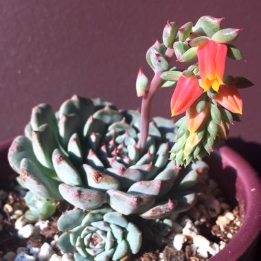 Echeveria Minima
