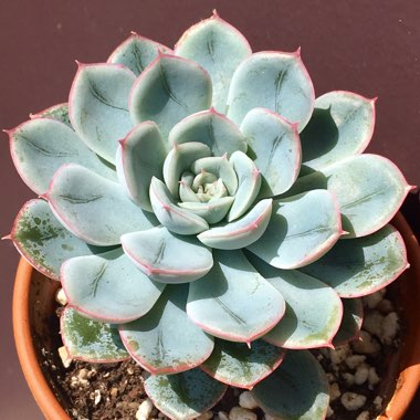 Echeveria Alfred