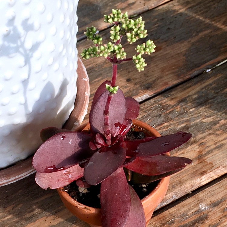 plant image 786011