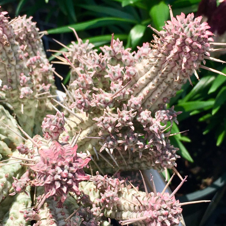 Plant image Euphorbia Mammillaris