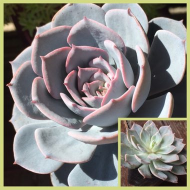 Echeveria Desmetiana v. Subsesslis