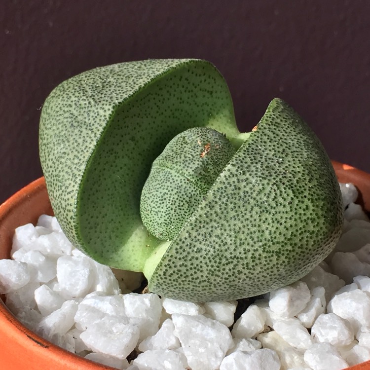 plant image 811204