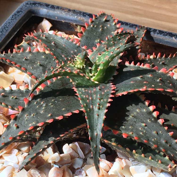 Plant image Aloe 'Christmas Sleigh'