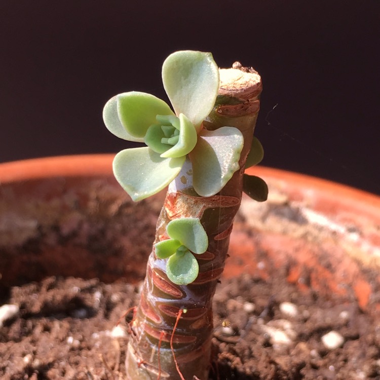 plant image 814293 plant image 814293