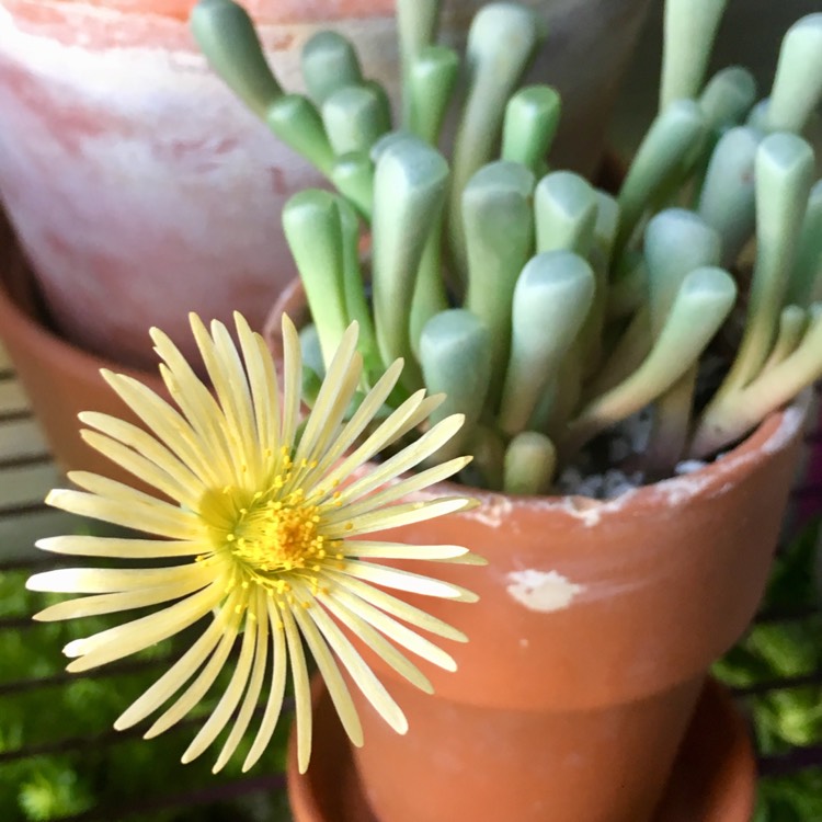 Plant image Fenestraria aurantiaca