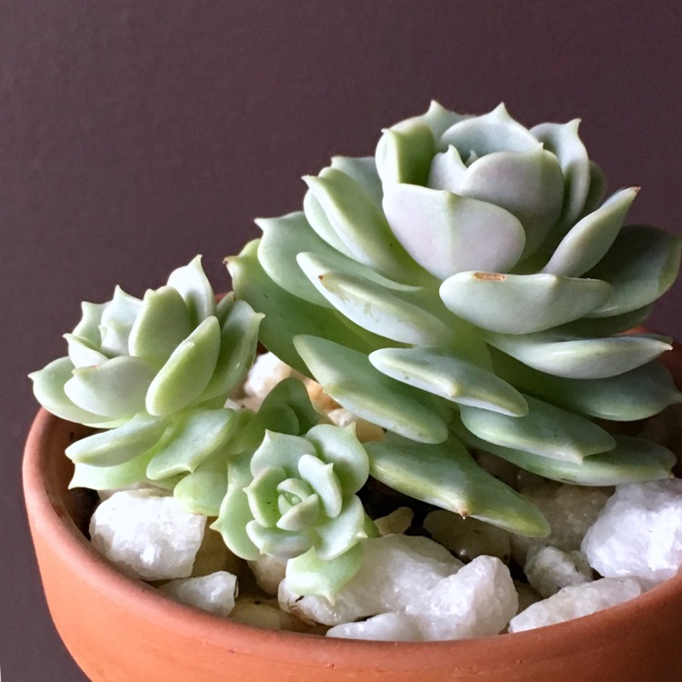 Plant image Echeveria Lola