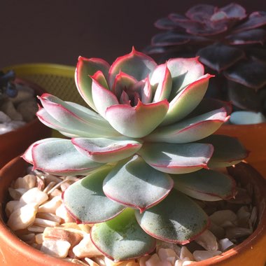 Echeveria Hercules