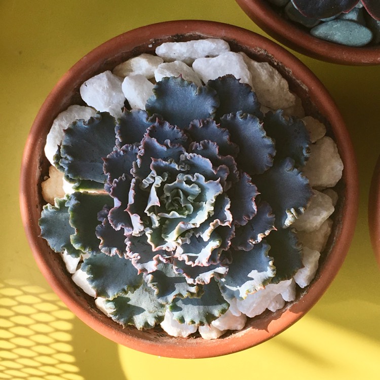 plant image 859340