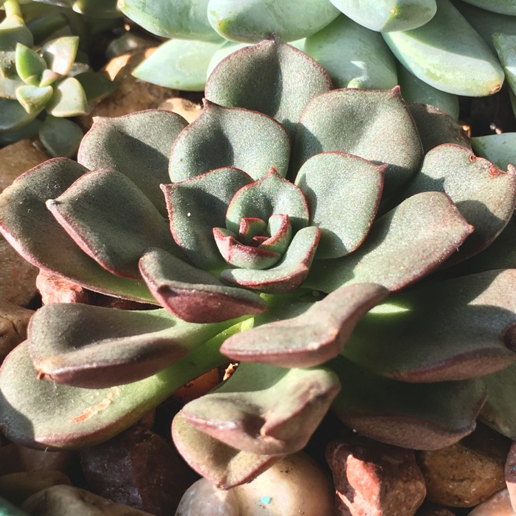 plant image 860259