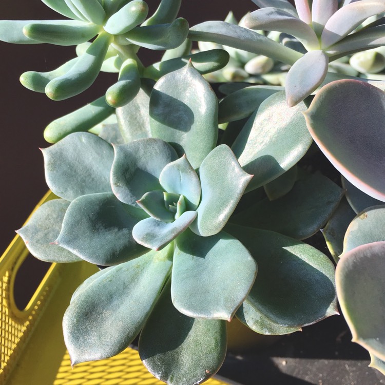 Plant image Echeveria Blue Prince