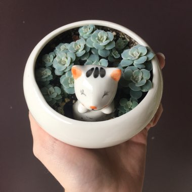 Echeveria Desmetiana v. Subsesslis