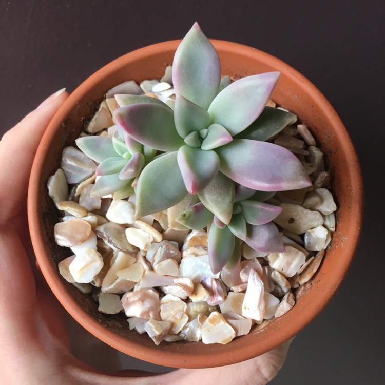 plant image 881188 plant image 881188