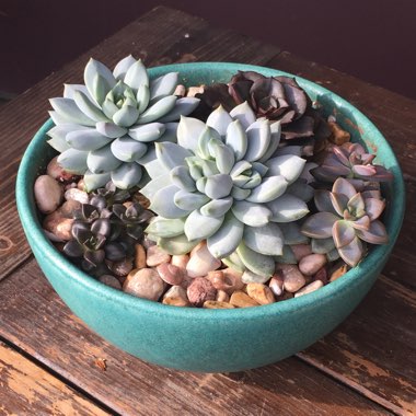 carrie's garden