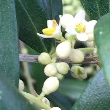 Olive Tree
