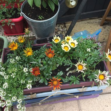 Lisa's garden