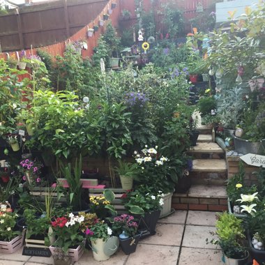 Lisa's garden
