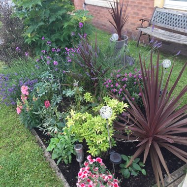 Lisa's garden