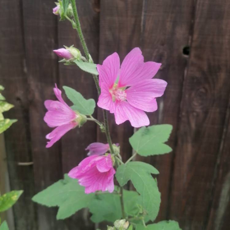 Plant image Lavatera x clementii 'Burgundy Wine'