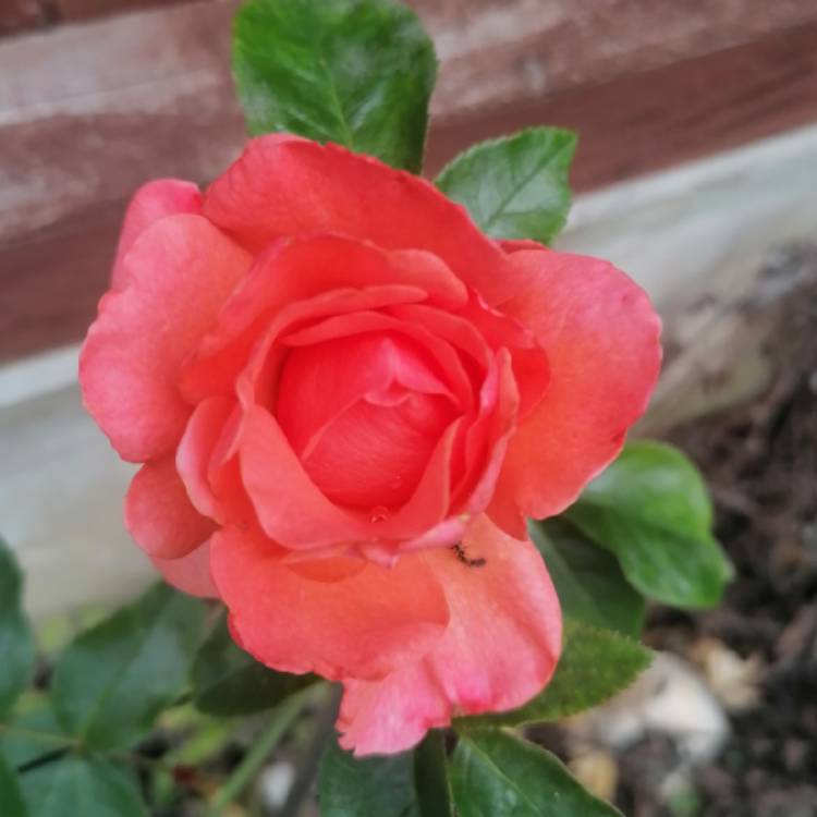 plant image 1347371