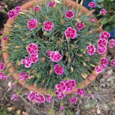 Pink 'Pink Kisses'