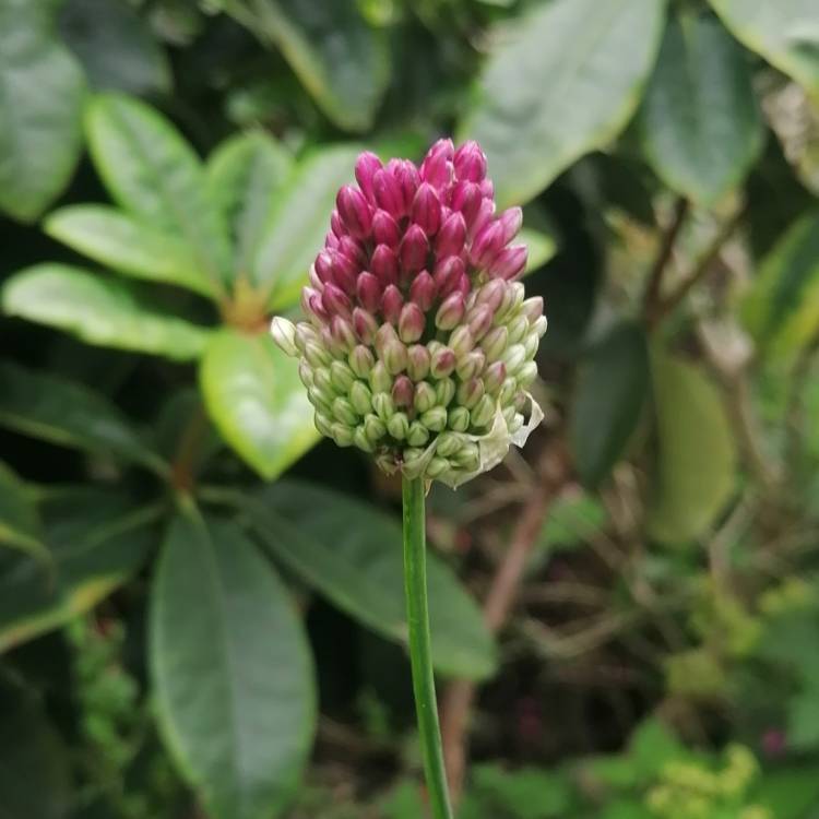 plant image 1347375
