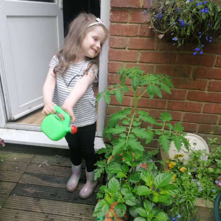 plant image 1348984