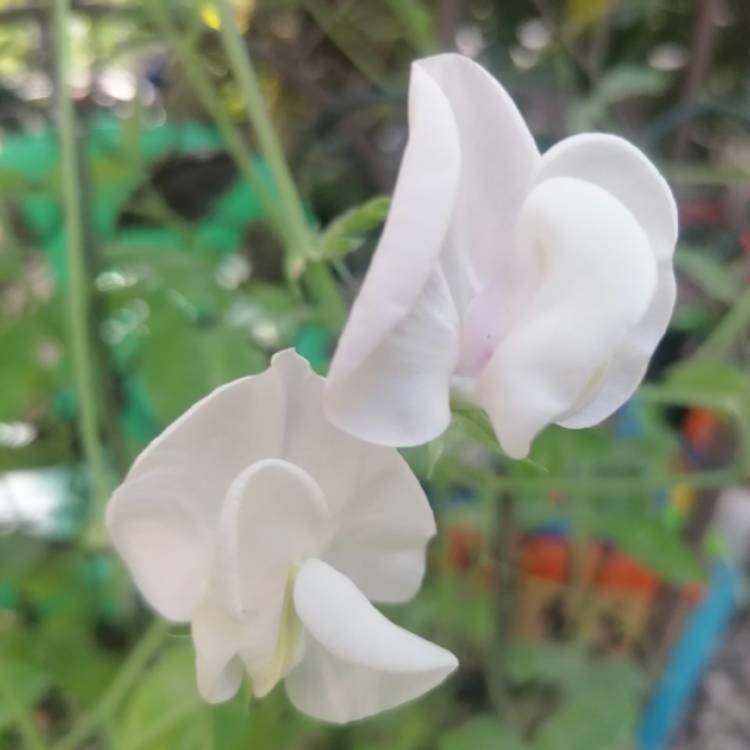 plant image 1357421