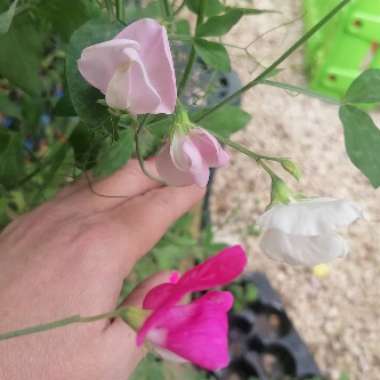 Sweet Pea