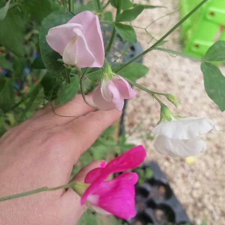 plant image 1365239