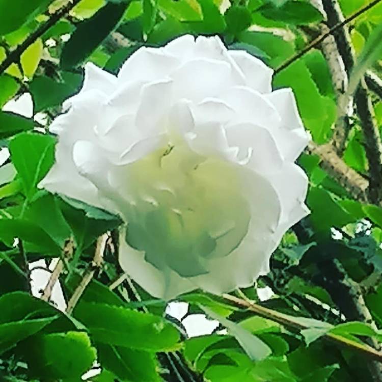 plant image 1367507