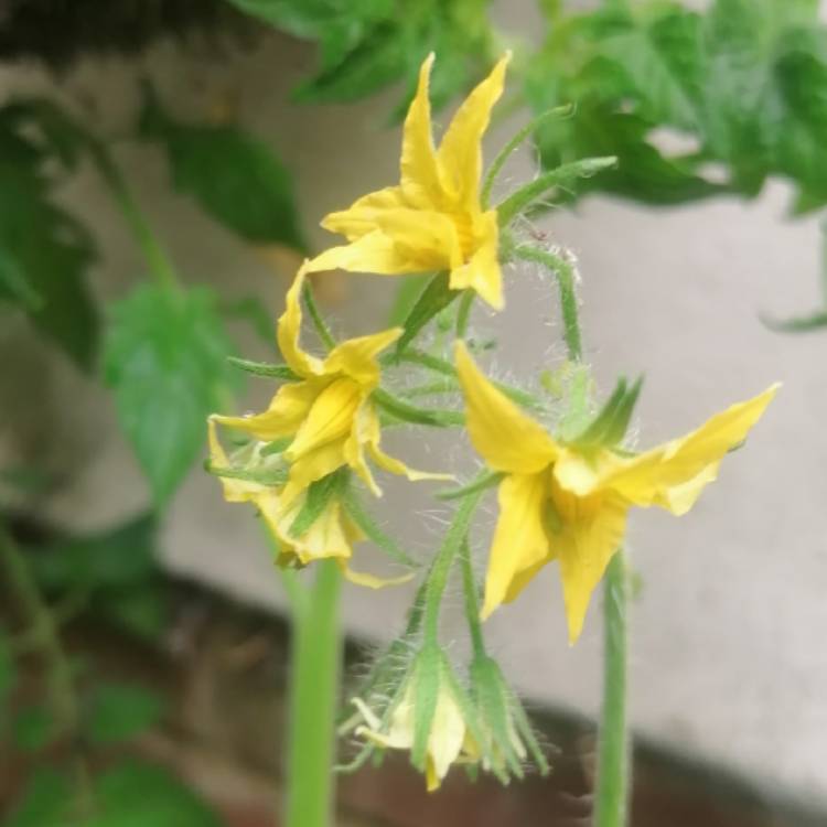 plant image 1367512