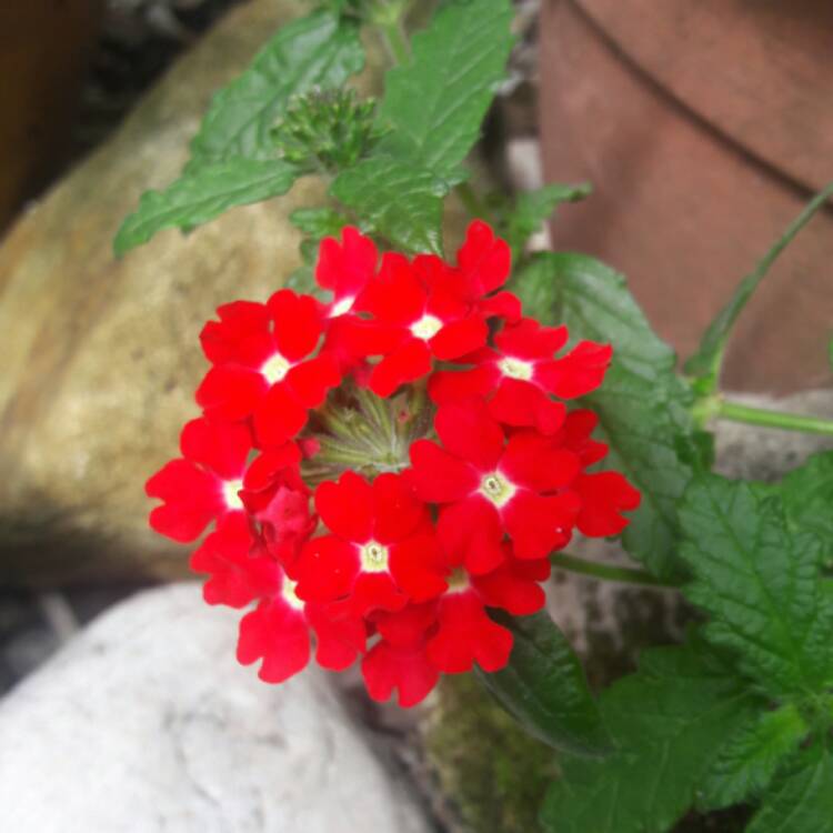 Plant image Verbena 'Lanai™ Scarlet With Eye'