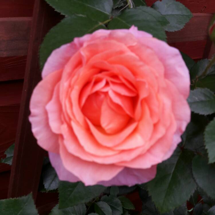 plant image 527498 plant image 527498