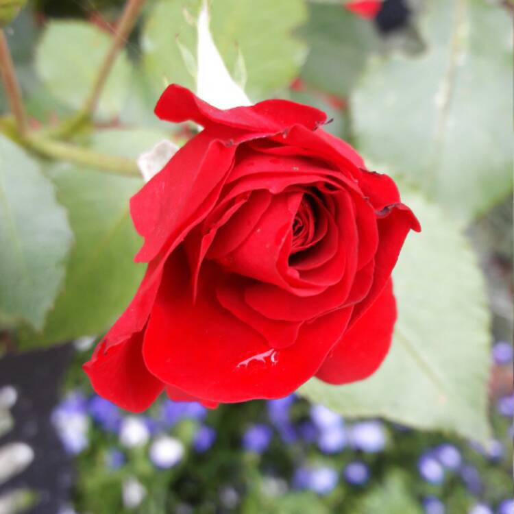 plant image 527500 plant image 527500