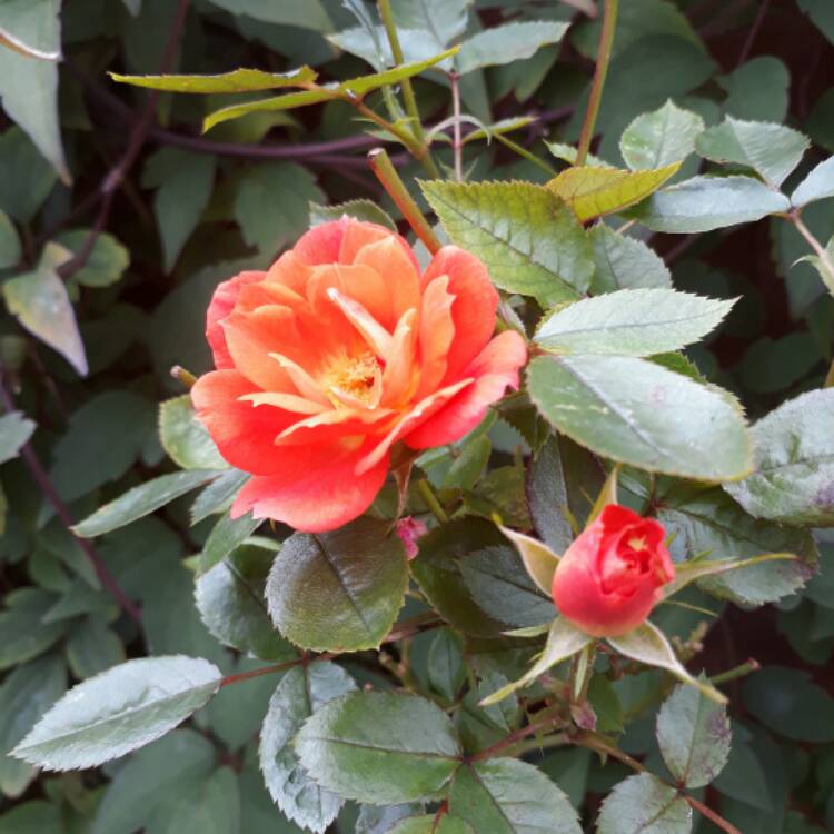 plant image 556109