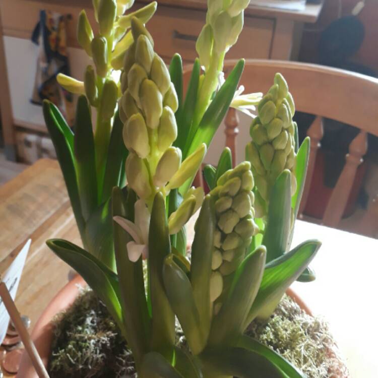 Plant image Hyacinthus orientalis 'City of Haarlem'