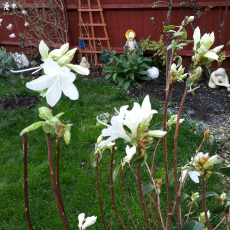 Plant image Rhododendron japonica 'Palestrina'