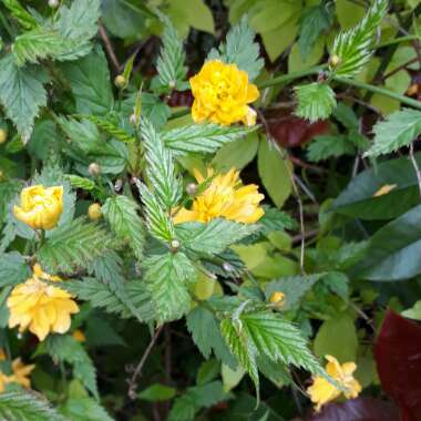 Kerria japonica 'Pleniflora'